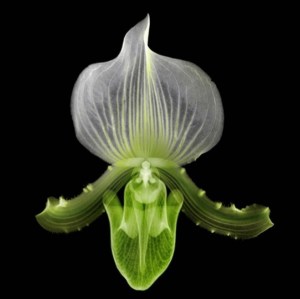 X-ray flowers by Azuma Makoto in Japan. Image by Azuma Makoto. 