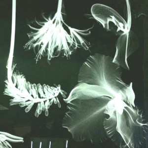 X-ray flowers by Azuma Makoto in Japan. Image by Azuma Makoto. 