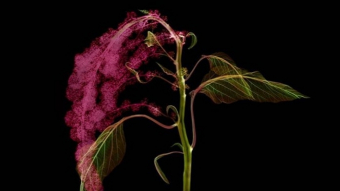 X-ray flowers by Azuma Makoto in Japan. Image by Azuma Makoto.