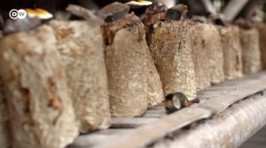 To introduce: Mylea by Mycotech. Mycelium leather. Image by DW News.