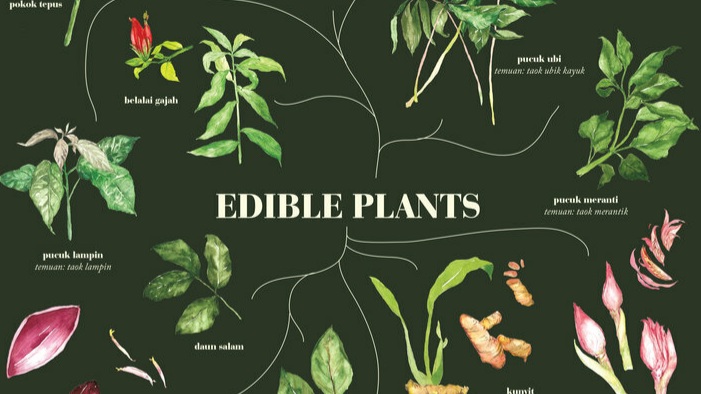 The book is a compilation of edible plants - as told by OA guides and teachers (primarily from the Temuan and Semai groups) in Gombak, Kuala Langat and Negeri Sembilan. Illustration by Syarifah Nadhirah.